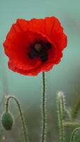 een dichtbij omhoog van een rood papaver bloem. de bloem is in vol bloeien en heeft een helder rood kleur. concept van schoonheid en levendigheid, net zo de rood kleur van de bloem staat uit tegen de blauw achtergrond. video