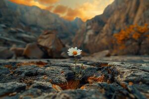 A small yellow flower is growing on a rock in the desert photo