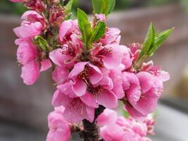 Pink nectarine blossom on a tree branch photo