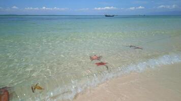 tropical de praia com estrelas do mar dentro a cristal Claro mar em phu quoc ilha Vietnã video