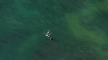 unter Wasser Angeln Antenne Aussicht Tauchen Taucher Speerfischen im flach Meer Wasser video