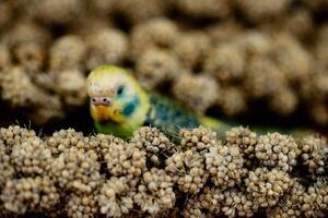 cómo costoso es un mascota foto