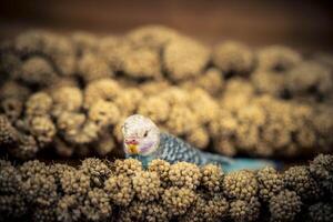 cómo costoso es un mascota foto