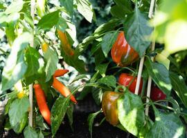 fresh and spicy red hot chilli pepper photo