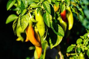 fresh and spicy red hot chilli pepper photo