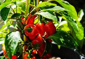 fresh and spicy red hot chilli pepper photo