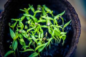 fresh and spicy red hot chilli pepper photo