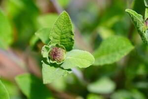 Sage leaves on olive wood photo