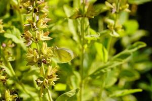 Sage leaves on olive wood photo