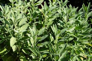 Sage leaves on olive wood photo