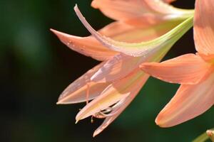 Background image. Group of flowers and orange flowers. photo