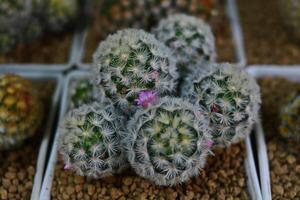 Potted plants, round cacti in white pots for sale at the plant market photo