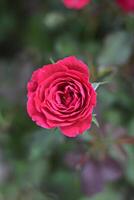 Red roses blooming against a background of green leaves. photo