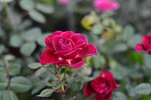 Red roses bloom in the garden among the green leaves. photo