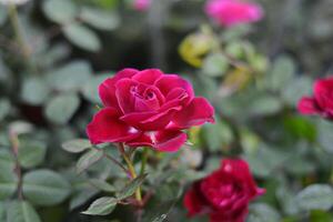 Red roses bloom in the garden among the green leaves. photo