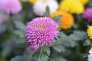 Magenta-purple chrysanthemum flower with yellow stamens. Close-up. photo