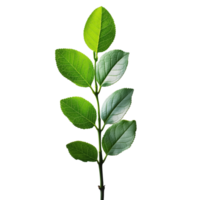 Green leafy branch isolated on a transparent background png