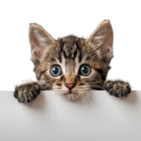 Adorable tabby kitten peering over a white edge png