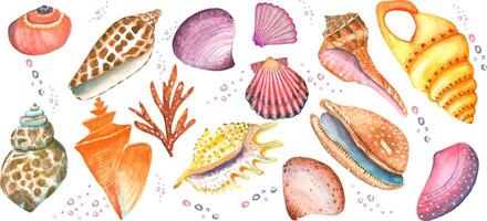 Collection of 16 seashell elements. Watercolor vector