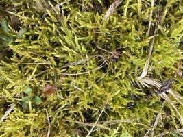 Grass grew in the spring in the garden plot photo