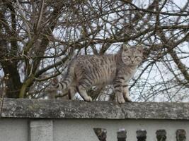 Domestic cat lives in a country house photo