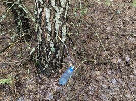 Extraction of birch sap using an industrial method photo