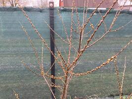 Buds on trees grew in spring photo