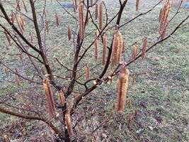 brotes en arboles creció en primavera foto