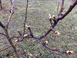 brotes en arboles creció en primavera foto