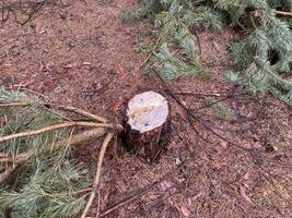 silvicultores corte abajo un joven pino bosque foto