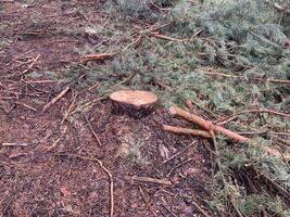 silvicultores corte abajo un joven pino bosque foto