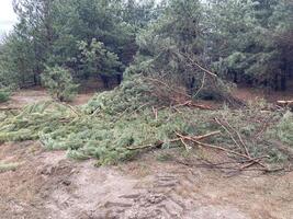 Foresters cutting down a young pine forest photo