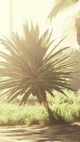 Rays of the sun through palm leaves video