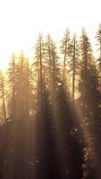 brillant conifère forêt dans le collines à crépuscule video