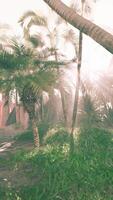 hermosa luz de sol filtración mediante palma frondas en paraíso video