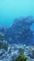 onderwater- koraal rif landschap in de diep blauw oceaan met kleurrijk vis video