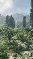 un' sereno foresta paesaggio con roccioso terreno e lussureggiante alberi nel Australia video