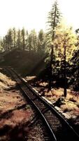 deteriorando estrada de ferro enrolamento através uma denso floresta do abeto árvores às pôr do sol video