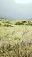 Dénudé rocheux Montagne paysage avec sec herbe et nombreux des pierres video