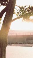 groß Baum Laub im Morgen Licht mit Sonnenlicht video