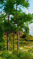 dans le alpin région, une multitude de des arbres sont illuminé par le brillant Soleil video