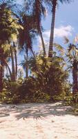 vista de una bonita playa tropical con palmeras alrededor video