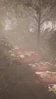 Walking along a foggy path amidst the tropical trees video