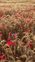 jardin de fleurs sauvages avec des coquelicots avec la lumière du soleil du matin video