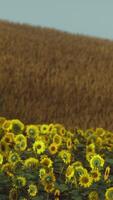 campo di girasoli in fiore su uno sfondo tramonto video