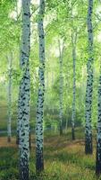 white birch trees in the forest in summer video