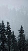 árboles de cono cubiertos de nieve de invierno en la ladera de la montaña video
