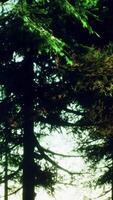 árvores de cone verde na luz do sol brilhante video