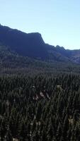 panorama della foresta di coni in montagna video