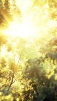 larch forest with sunlight and shadows at sunrise video